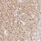 Synaptoporin antibody, HPA051368, Atlas Antibodies, Immunohistochemistry frozen image 