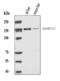 ADAMTS13 antibody, A00586-1, Boster Biological Technology, Western Blot image 