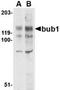 BUB1 Mitotic Checkpoint Serine/Threonine Kinase antibody, TA306432, Origene, Western Blot image 
