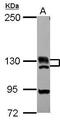 Bromodomain-containing protein 1 antibody, GTX115758, GeneTex, Western Blot image 