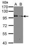 Kell blood group glycoprotein antibody, GTX106130, GeneTex, Western Blot image 