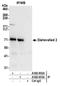 Segment polarity protein dishevelled homolog DVL-2 antibody, A302-952A, Bethyl Labs, Immunoprecipitation image 