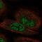 Fibroblast Growth Factor 12 antibody, NBP2-57305, Novus Biologicals, Immunocytochemistry image 