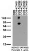 Potassium voltage-gated channel subfamily KQT member 2 antibody, 73-079, Antibodies Incorporated, Western Blot image 