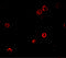 Suppressor Of Glucose, Autophagy Associated 1 antibody, 7487, ProSci, Immunofluorescence image 