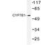 25-hydroxycholesterol 7-alpha-hydroxylase antibody, LS-C177344, Lifespan Biosciences, Western Blot image 