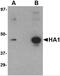 Hemagglutinin antibody, PM-4007, ProSci Inc, Western Blot image 