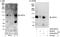 Ubiquitin Specific Peptidase 33 antibody, A300-925A, Bethyl Labs, Immunoprecipitation image 