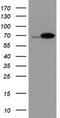 Probable ATP-dependent RNA helicase DDX59 antibody, CF800417, Origene, Western Blot image 