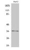 Olfactory receptor 2AG1 antibody, A13455, Boster Biological Technology, Western Blot image 