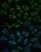 Poly(A) Binding Protein Cytoplasmic 1 antibody, 15-770, ProSci, Immunofluorescence image 