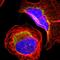 Mitochondrial Ribosomal Protein L9 antibody, HPA008579, Atlas Antibodies, Immunocytochemistry image 