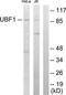 Autoantigen NOR-90 antibody, TA314659, Origene, Western Blot image 