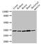AHSA2 antibody, LS-C399070, Lifespan Biosciences, Western Blot image 