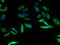 Calcium Sensing Receptor antibody, A53024-100, Epigentek, Immunofluorescence image 