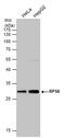Ribosomal Protein S6 antibody, PA5-29760, Invitrogen Antibodies, Western Blot image 