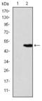 Kinesin-like protein KIF22 antibody, STJ98197, St John