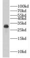Eukaryotic Translation Initiation Factor 6 antibody, FNab02731, FineTest, Western Blot image 