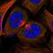 Human Chorionic gonadotrophin antibody, HPA038934, Atlas Antibodies, Immunofluorescence image 