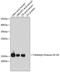 Histone Cluster 3 H3 antibody, A2360, ABclonal Technology, Western Blot image 