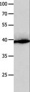 H36 antibody, LS-C404037, Lifespan Biosciences, Western Blot image 