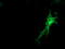 Synaptosome Associated Protein 25 antibody, TA502970, Origene, Immunofluorescence image 