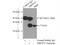 Mitochondrial Ribosomal Protein S28 antibody, 16457-1-AP, Proteintech Group, Immunoprecipitation image 
