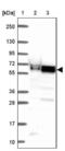 Zinc Finger Protein 207 antibody, NBP2-39010, Novus Biologicals, Western Blot image 