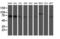 5-Aminoimidazole-4-Carboxamide Ribonucleotide Formyltransferase/IMP Cyclohydrolase antibody, LS-C173855, Lifespan Biosciences, Western Blot image 