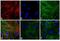 Rat IgG Isotype Control antibody, SA5-10019, Invitrogen Antibodies, Immunofluorescence image 