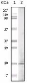 Euchromatic Histone Lysine Methyltransferase 1 antibody, AM06117PU-N, Origene, Western Blot image 