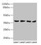 Aldo-keto reductase family 1 member C2 antibody, LS-C369205, Lifespan Biosciences, Western Blot image 