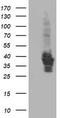 Hsp70-binding protein 1 antibody, TA503412, Origene, Western Blot image 