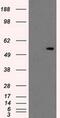 Protein Kinase, Membrane Associated Tyrosine/Threonine 1 antibody, MA5-25034, Invitrogen Antibodies, Western Blot image 