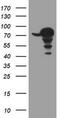 Coiled-Coil Domain Containing 93 antibody, TA800498BM, Origene, Western Blot image 