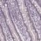 Zinc Finger Protein 572 antibody, HPA066838, Atlas Antibodies, Immunohistochemistry frozen image 