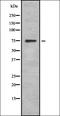 Sphingosine kinase 2 antibody, orb378417, Biorbyt, Western Blot image 