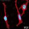 H12 antibody, ab4086, Abcam, Immunofluorescence image 