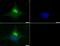 Dicer 1, Ribonuclease III antibody, PA5-23088, Invitrogen Antibodies, Immunofluorescence image 