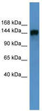 Phosphatidylinositol Transfer Protein Membrane Associated 1 antibody, TA342737, Origene, Western Blot image 