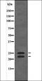 BCL2 Like 11 antibody, orb335915, Biorbyt, Western Blot image 
