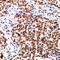 Dor antibody, orb382466, Biorbyt, Immunohistochemistry paraffin image 