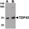 TAR DNA Binding Protein antibody, orb88037, Biorbyt, Western Blot image 