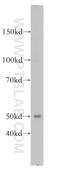 Myocyte Enhancer Factor 2C antibody, 18290-1-AP, Proteintech Group, Western Blot image 