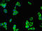 Phosphatidylinositol 3,4,5-trisphosphate-dependent Rac exchanger 2 protein antibody, LS-C501085, Lifespan Biosciences, Immunofluorescence image 