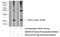 BTG Anti-Proliferation Factor 2 antibody, 22339-1-AP, Proteintech Group, Western Blot image 