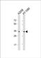 Olfactory Receptor Family 7 Subfamily G Member 1 antibody, PA5-71559, Invitrogen Antibodies, Western Blot image 