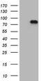 DCC-interacting protein 13-alpha antibody, TA807767, Origene, Western Blot image 