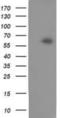 Calcium-binding and coiled-coil domain-containing protein 2 antibody, NBP2-03246, Novus Biologicals, Western Blot image 