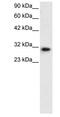 D-Box Binding PAR BZIP Transcription Factor antibody, PA1-24453, Invitrogen Antibodies, Western Blot image 